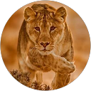 maha deva profile picture
